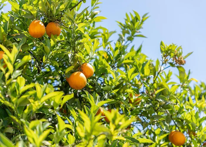 ヴィラ Quinta Laranjeiras