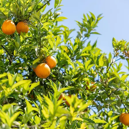 Villa Quinta Laranjeiras